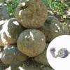 O Geodude é uma pedra, simples assim!