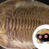O já existiu Kabuto e se chamava Trilobita