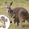 Qualquer semelhança do Kangaskhan com Kangurus não é coincidência 