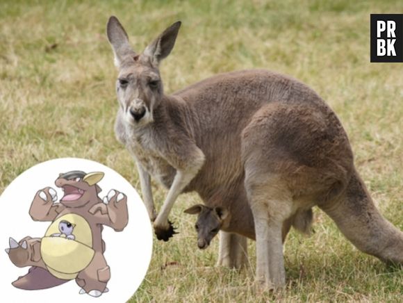 Qualquer semelhança do Kangaskhan com Kangurus não é coincidência 