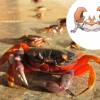 O Krabby só podia ser um Caranguejo mesmo