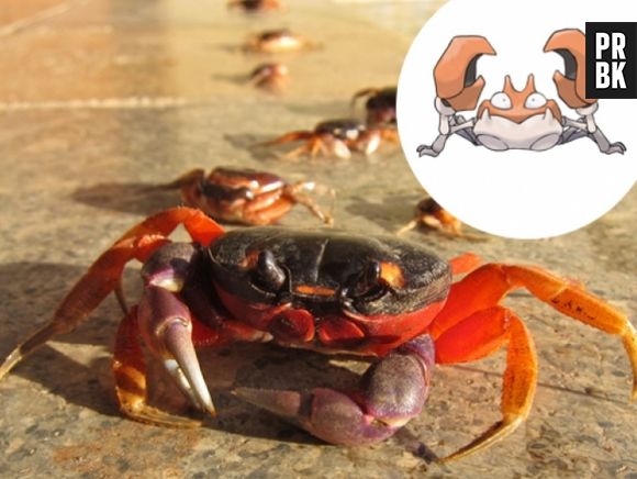 O Krabby só podia ser um Caranguejo mesmo