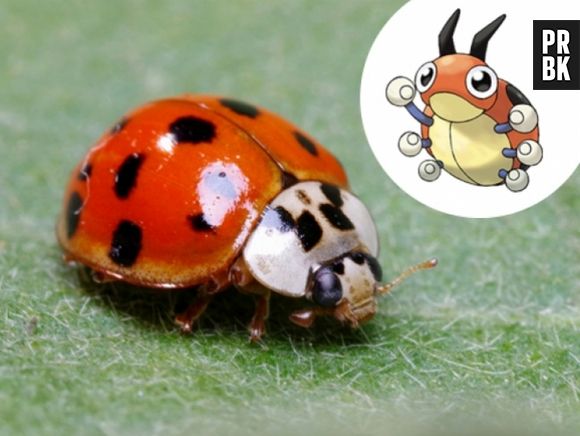 A Ladyba é uma Joaninha, e as duas são igualmente fofas