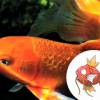 O Magikarp é uma Carpa