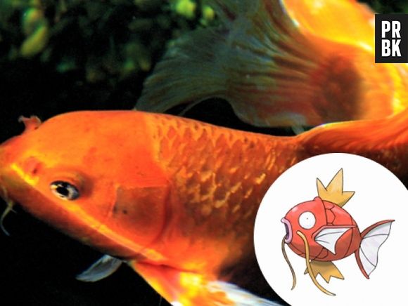 O Magikarp é uma Carpa