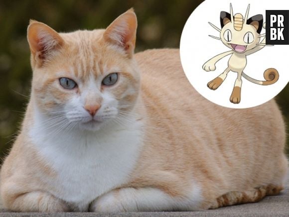 O Meowtg é um Gato, claro!