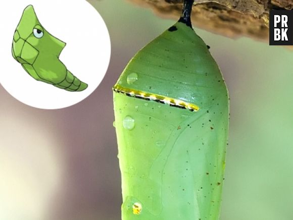 Os Metapods são casulos, sem muito mistério nesse caso