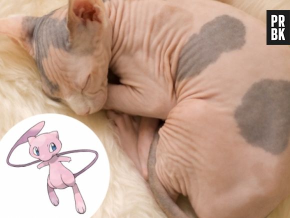 O Mew foi inspirado no gato da raça Sphynx, deram uma boa melhorada nele!