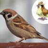 O Pidgey até que parece com o Pardal mesmo!