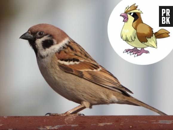 O Pidgey até que parece com o Pardal mesmo!