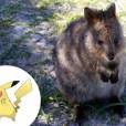  O Pikachu &eacute; o animal mais feliz do mundo, Quokka 