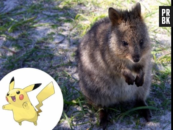 O Pikachu é o animal mais feliz do mundo, Quokka