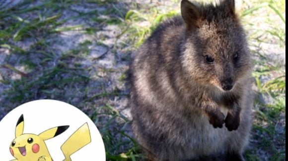 De "Pokémon": conheça as 36 inspirações reais dos monstrinhos de bolso!