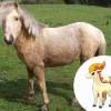 A Ponyta são Poneis, mas isso já era de se esperar
