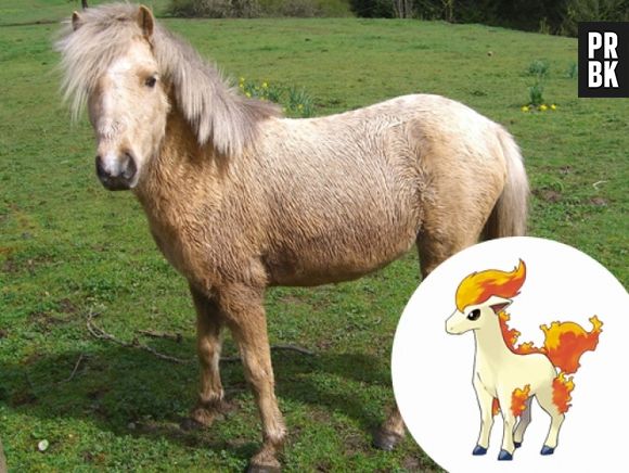 A Ponyta são Poneis, mas isso já era de se esperar