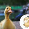 Psyduck são Patos com poder psíquico 