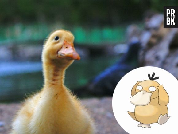 Psyduck são Patos com poder psíquico 