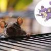 Rattata e Camundongos, irritam no desenho e na vida real. Os criadores fizeram uma boa escolha!