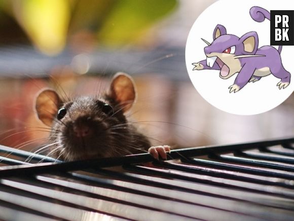 Rattata e Camundongos, irritam no desenho e na vida real. Os criadores fizeram uma boa escolha!