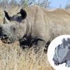 Rhyhorn e Rinocerontes, difícil dizer quem é o pokémon aqui