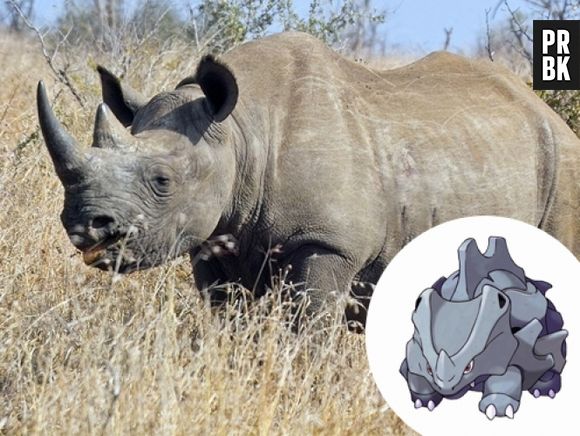 Rhyhorn e Rinocerontes, difícil dizer quem é o pokémon aqui