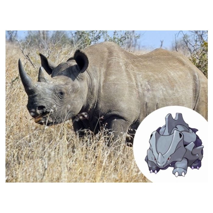  Rhyhorn e Rinocerontes, dif&amp;iacute;cil dizer quem &amp;eacute; o pok&amp;eacute;mon aqui 