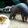 Quem é mais estranho: o Sandslash ou o Pangolin?