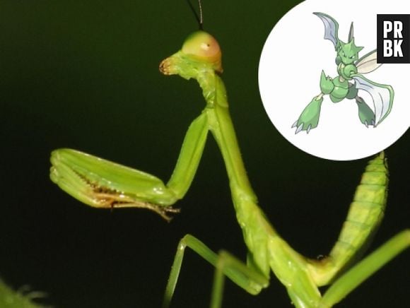 O Louva-a-Deus é um Scyther versão pequena