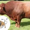 Tauros e Touros não precisa de muita explicação, né?