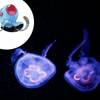 Tentacool são as Águas-Vivas mais feias que existem!
