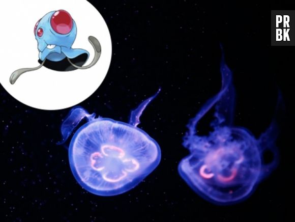 Tentacool são as Águas-Vivas mais feias que existem!