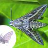 Muitos insetos inspiraram os Pokémons. Como é o caso da Mariposa e o Venomoth