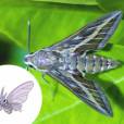  Muitos insetos inspiraram os Pok&eacute;mons. Como &eacute; o caso da Mariposa e o Venomoth 