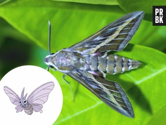 Muitos insetos inspiraram os Pokémons. Como é o caso da Mariposa e o Venomoth