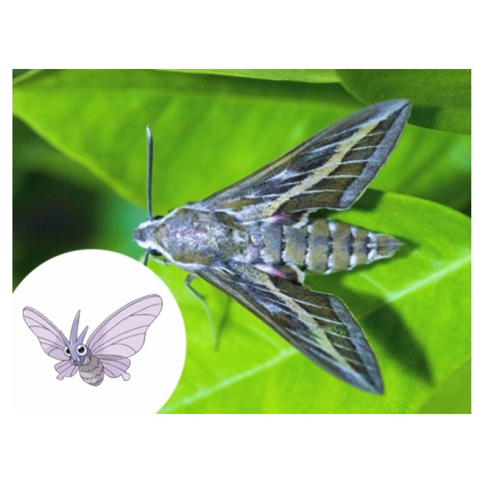  Muitos insetos inspiraram os Pok&amp;eacute;mons. Como &amp;eacute; o caso da Mariposa e o Venomoth 