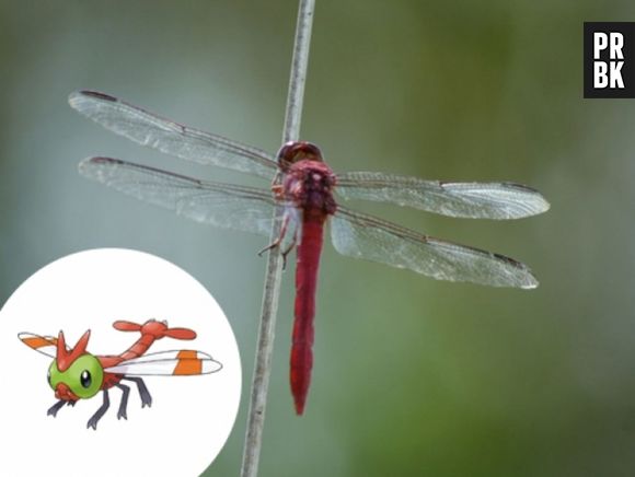 Tava na cara que Yanma é uma Libélula?