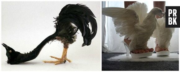 Ainda falando de animais de estimação, o que acha de tê-los literalmente aos pés?