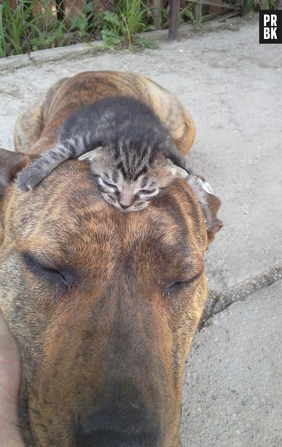 Amigos unidos até na hora da preguiça