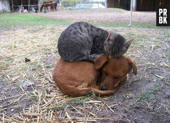 E esses dois enroladinhos de bichinhos não são a coisa mais linda do mundo?