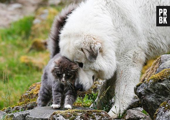 Carinho de amigo é tudo de bom!