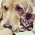Tem como ainda achar que cães e gatos não podem ser amigos?
