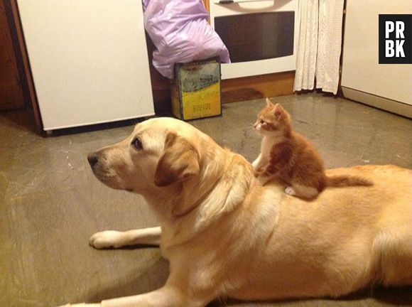 Alguns gatos e cachorros estão sempre juntos!