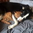 Os cães e gatos têm uma das amizades mais fofas do mundo animal