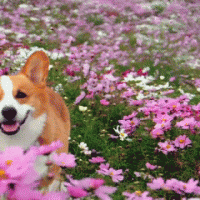 5 motivos para você amar a primavera: vem aproveitar a estação ao máximo!