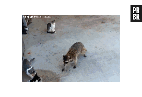 Pegar a conta do Netflix do amigo emprestada? Quem nunca?