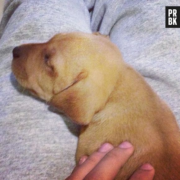 Esse aí é o Catra, o mais novo "filho" do Guilherme, da banda P9. Além desse, ele tem a Bela e o Teo, que ele "ama demais"