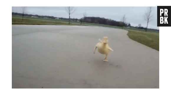 Pato correndo de forma engraçada