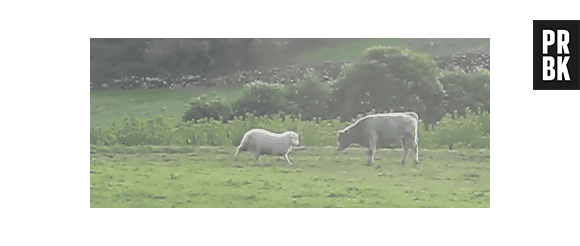 Ovelha pega distância e desiste de chifrar vaca