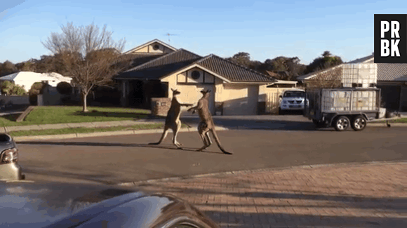 Cangurus brigando no meio da rua na Austrália