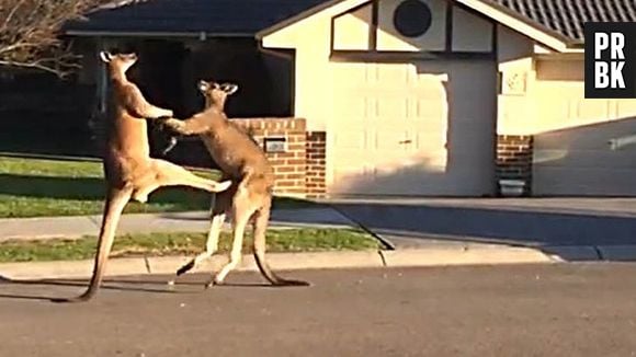 Briga de rua entre cangurus na Austrália